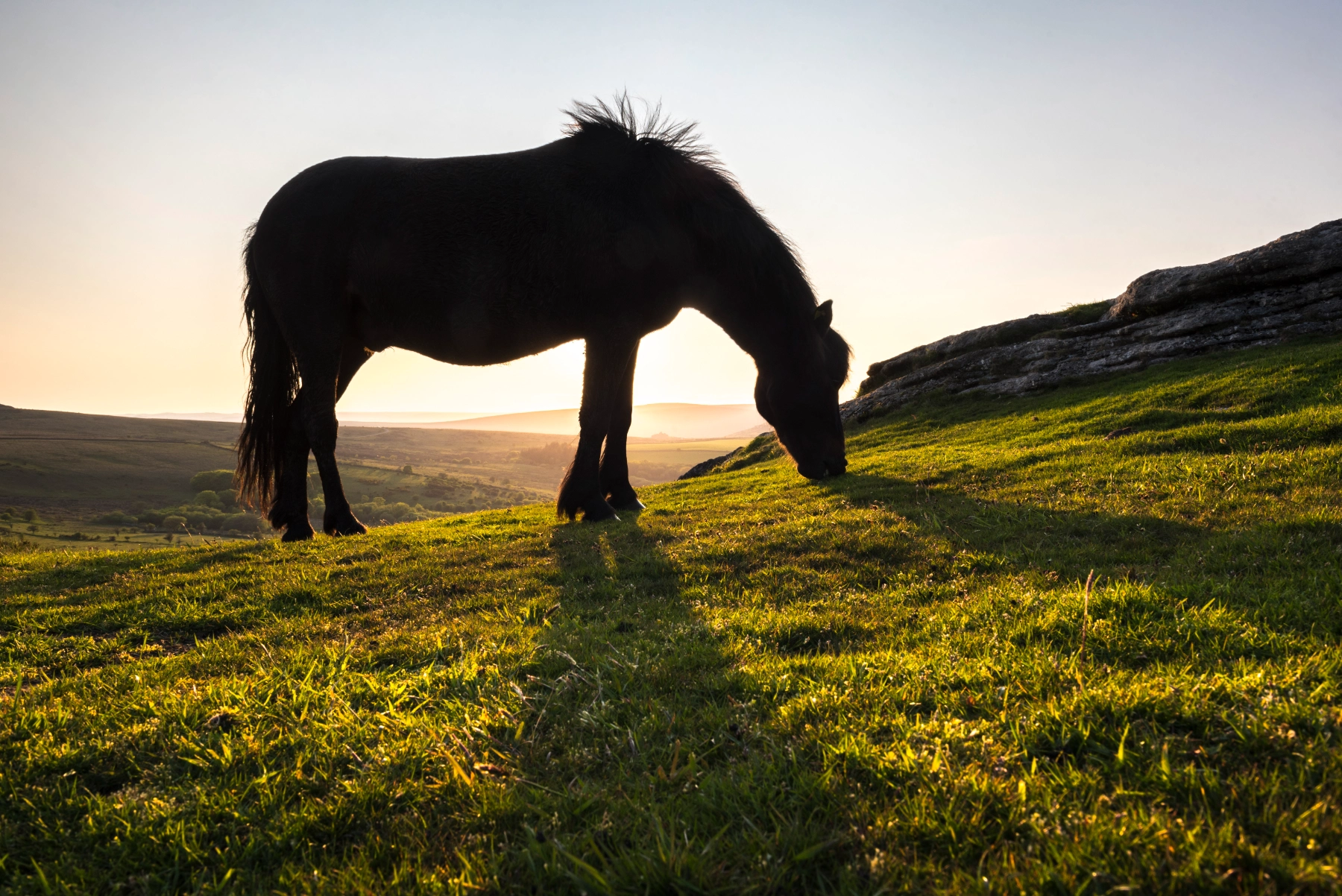 pony in dartmoor national park devon england un 2022 03 08 16 13 33 utc